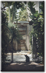 Key West Cat, photograph by Jennifer Miller