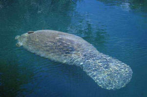 Florida manatees can be found throughout the Keys
